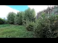 Download Lagu Neglected Garden Receives Yearly Restoration | Beautiful Transformation
