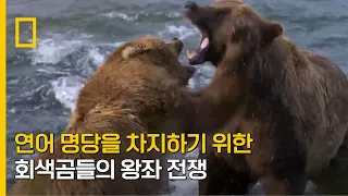연어 명당을 차지하기 위한 회색곰들의 왕좌 전쟁