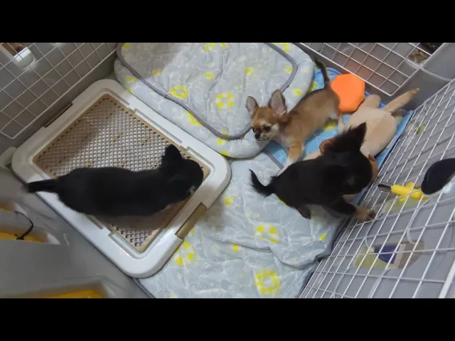動画