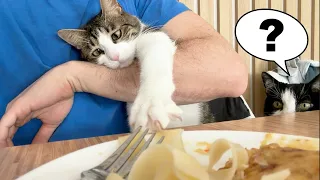 Cats Attempt To Steal Food From A Plate
