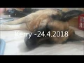 Kerry r i p