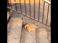 Video di New York City rat taking pizza home on the subway (Pizza Rat)