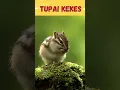 Download Lagu Tupai Kekes  #shortsfeed