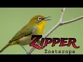 Download Lagu Masteran Pleci Zipper Zosterops 🔥 #plecimania #plecigacor #masteranjernih