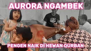 AKHIRNYA SADLYNOORHAHA DAN WIDYA LAURENCIA BELI SAPI QURBAN PERTAMA