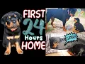 Bringing Our New Rottweiler Puppy Home First Time Meeting Our Rottweiler Dog Reaction