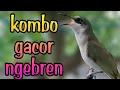 Download Lagu Suara Cucak Kombo Gacor Isian Cocok Untuk Masteran Burung Cendet