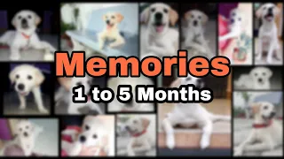 Labrador Puppy Growing Up Memories 1 to 5 months old Lyka