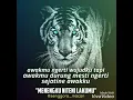 Download Lagu Kumpulan kata kata macan putih👹 Story wa kidung wahyu,,,,,