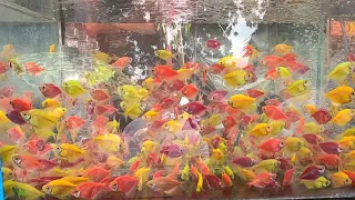 Beautiful Aquarium Fish . Aquarium fish market