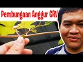 Download Lagu Pembungaan \u0026 Analisis Anggur CRV (Carnaval/Carnival)