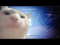 Cat vibing to Atraks-1