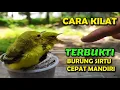 Download Lagu 2 Hal penting agar burung sirtu anakan capat mandiri, target usia 20 hari bisa makan sendiri