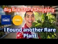 BIG BOX STORE PLANT SHOPPING RARE COSTA FARMS FINDS UNDER 22 I Found a New Rare Plant Shopping