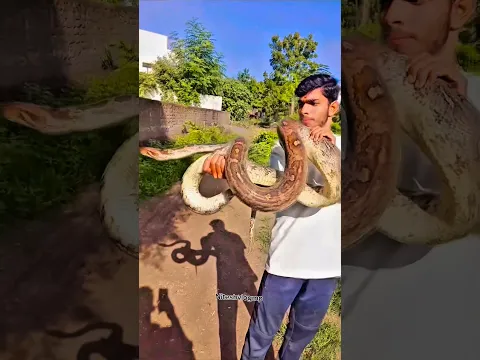Gaon Mein Fir Se Do Ajgar Aa Gaye Hai 😱🐍SnakeRescue #PythonRescue  #minivlog