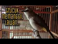 Download Lagu pancingan trucukan ikut bunyi buka paruh..!! pancingan trucuk ombyokan, pancingan trucuk agar gacor