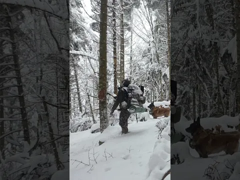 Deep in the Cold Snowy Forest