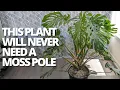 Why a wooden plank is better than a moss pole