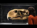 [Incredible] – The Side of Prehistoric Animals You Still Don’t Know!