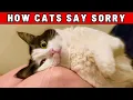Download Lagu We hebben onderzocht hoe katten sorry zeggen – en dit hadden we niet verwacht