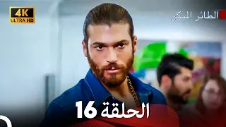 مسلسل الطائر المبكر الحلقة 16 4K Arabic Dubbed  مسلسل الطائر المبكر الحلقة 16 4K Arabic Dubbed