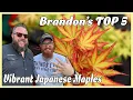 Download Lagu 5 Pohon Maple Jepang Terbaik dengan Warna yang Fantastis 🍁 | Berkebun dengan Pohon Maple!