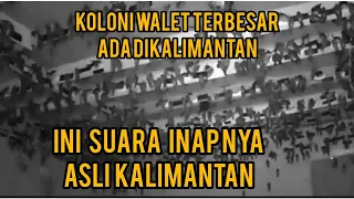 suara inap asli kalimantan mampu mebuat koloni besar walet
