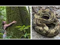 Rattlesnakes big trees bears