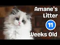 Ragdoll Kittens 11 Weeks Old Meet the Kittens So Cute