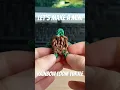 Let s Make a Rainbow Loom Turtle Original Design