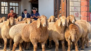 200 TA ARASHAN QO’ZILARI RIVOJIDIN ARZONCHIGA KELDI 