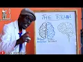 Parts of the Brain comedy - Blackie Comic
