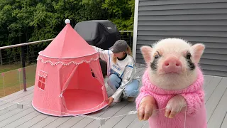 Piglet playpen setup! 