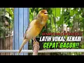 Download Lagu Masteran Kenari PAUD Super BUNYI Dijamin Cepat Gacor! \u0026 agar Kenari diam agar bunyi \u0026 gacor