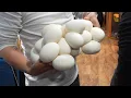 Reticulated Python breeding eggs