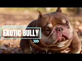 THE MOST POPULAR EXOTIC BULLY IN THE WORLD