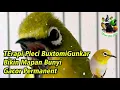 Pleci Bustomi Gunkar Materi nembak Paling Ampuh!!!