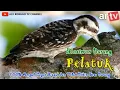 Download Lagu Masteran suara burung Pelatuk dengan jeda 100% ampuh cepat masuk dan tidak bikin stres burung.