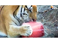Rescued Big Cats Eating Giant Popsicles