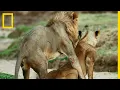 Download Ces lionnes ne pourront pas tomber enceintes malgré leurs tentatives d'accouplement mp4 3gp mp3 videos - waplic