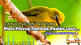pleci tambak flavus pesisir laut wiksar pancingan pleci bahan 