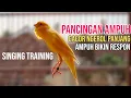 Download Lagu Bird Sounds, Singing Birds, Canary Singing, Duel Burung Kenari Gacor Ngerol Panjang, Pancingan Ampuh