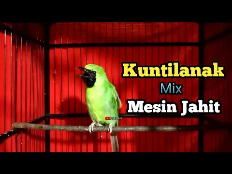 Download MP3 Pancingan Cucak Ijo Bongkar Isian kuntilanak Mix Mesin Jahit Kasar