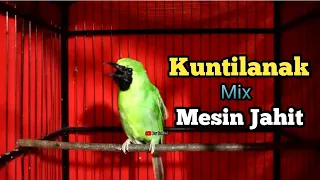 pancingan cucak ijo bongkar isian kuntilanak mix mesin jahit kasar