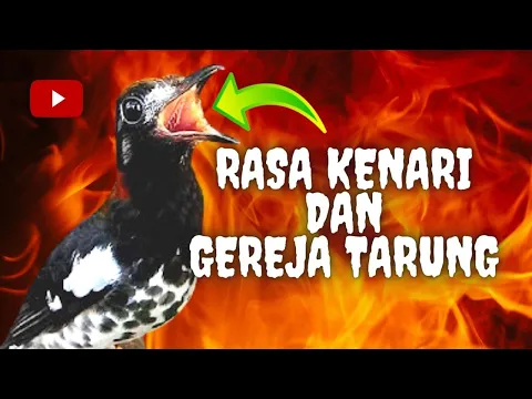 Download MP3 ANIS KEMBANG NGEROL isian kenari dan gereja tarung