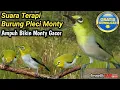 Download Lagu TERAPI BURUNG PLECI MONTY