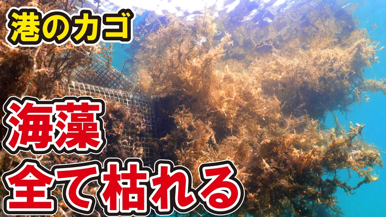 生き物だらけだったカゴの海藻が全て枯れるも、港の海底で遂に大量発芽！