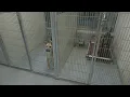 Joplin Humane Society needs donations to help feed dogs