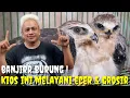 Download Lagu LIMITED EDITION ! BURONAN KICAU MANIA..SATSET - SATSET JGN SAMPAI KEHABISAN