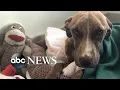 Hurricane Dorian Miracle dog has new home